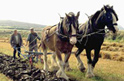 The power of Shire Horses, harnessed to plough the land
